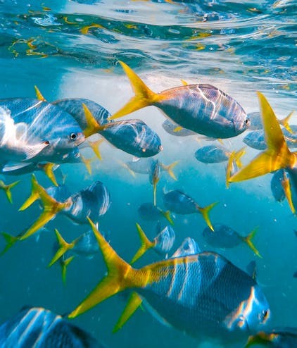 Life Below Water background