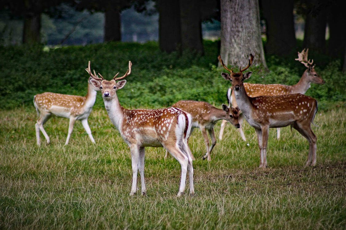 Life on Land background